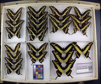 Media resource of Papilio thoas