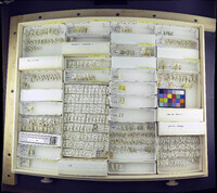 Media resource of Kiefferulus dux