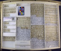 Media resource of Davisonia americana