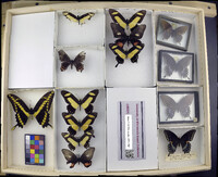 Media resource of Papilio torquatus