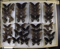 Media resource of Papilio troilus