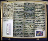 Media resource of Chrysochus auratus