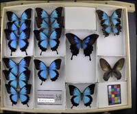 Media resource of Papilio ulysses