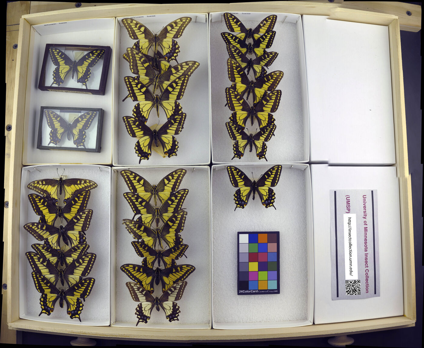 Papilio zelicaon image