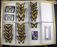 Media resource of Papilio zelicaon