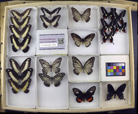 Media resource of Papilio zenobia