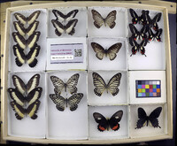 Papilio zenobia image