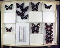 Media resource of Parides childrenae