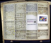 Media resource of Diabrotica quinquepunctata