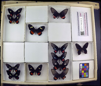 Media resource of Parides iphidamas