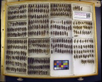 Media resource of Melanoplus gladstoni