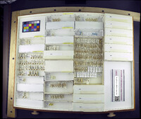 Media resource of Natarsia baltimorea