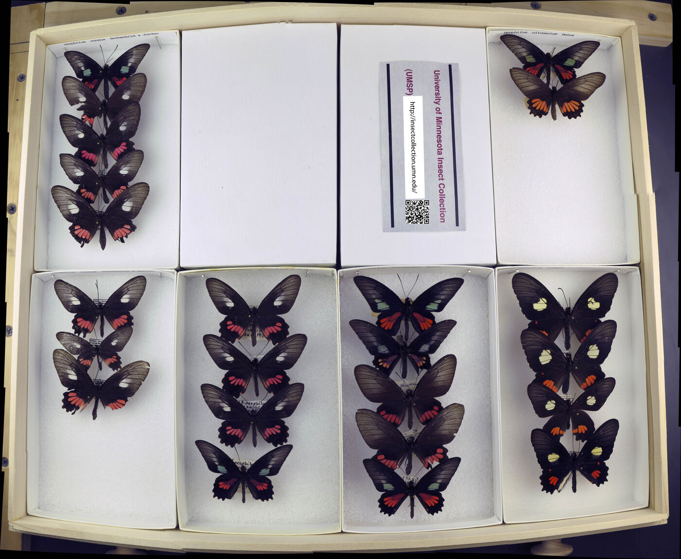 Parides neophilus image