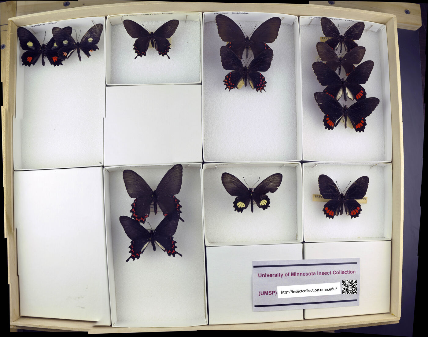 Parides erithalion image