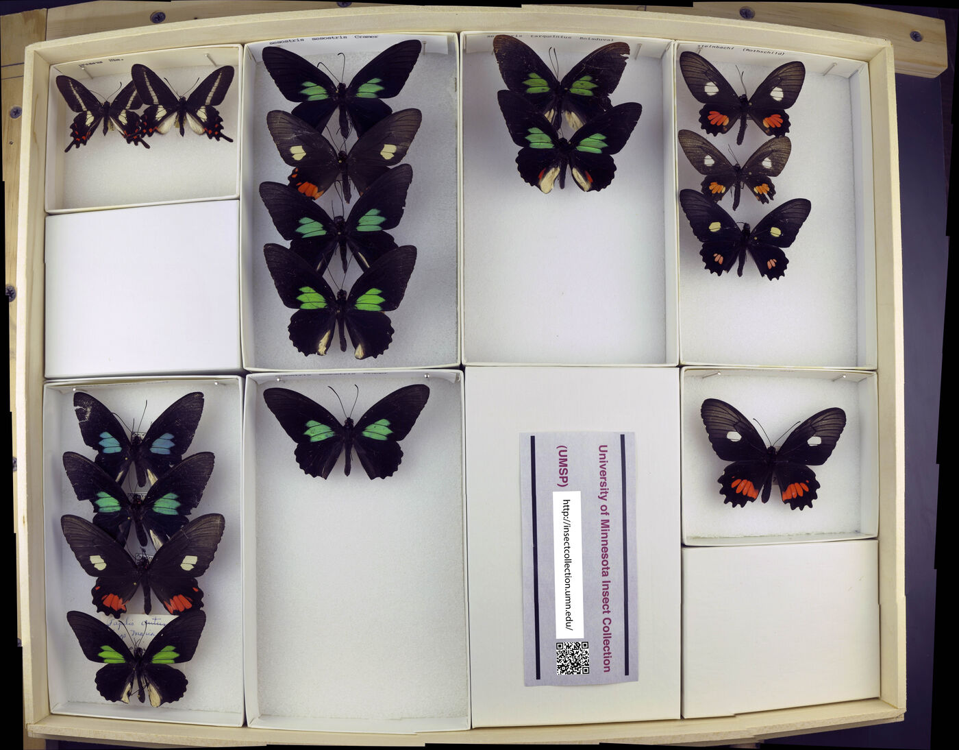 Parides pizarro image