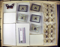 Media resource of Parnassius apollo