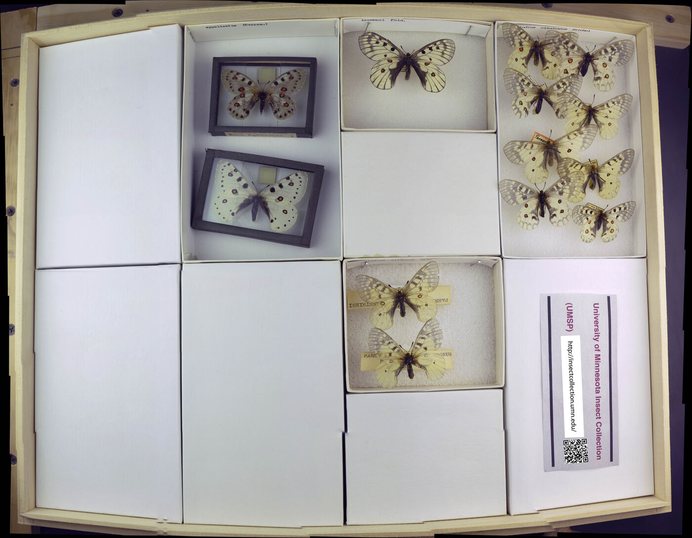 Parnassius clodius altaurus image