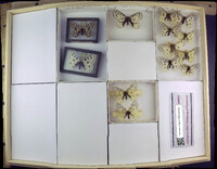 Media resource of Parnassius clodius