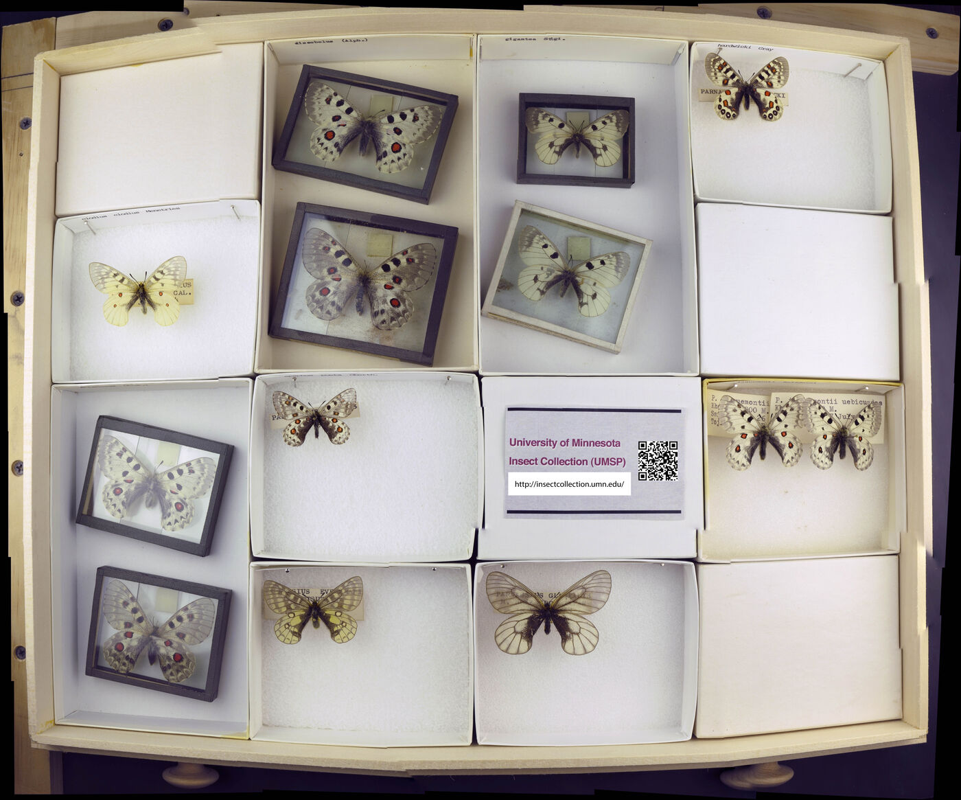 Parnassius gigantea image