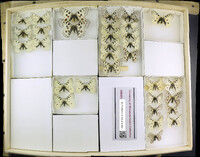 Media resource of Parnassius mnemosyne