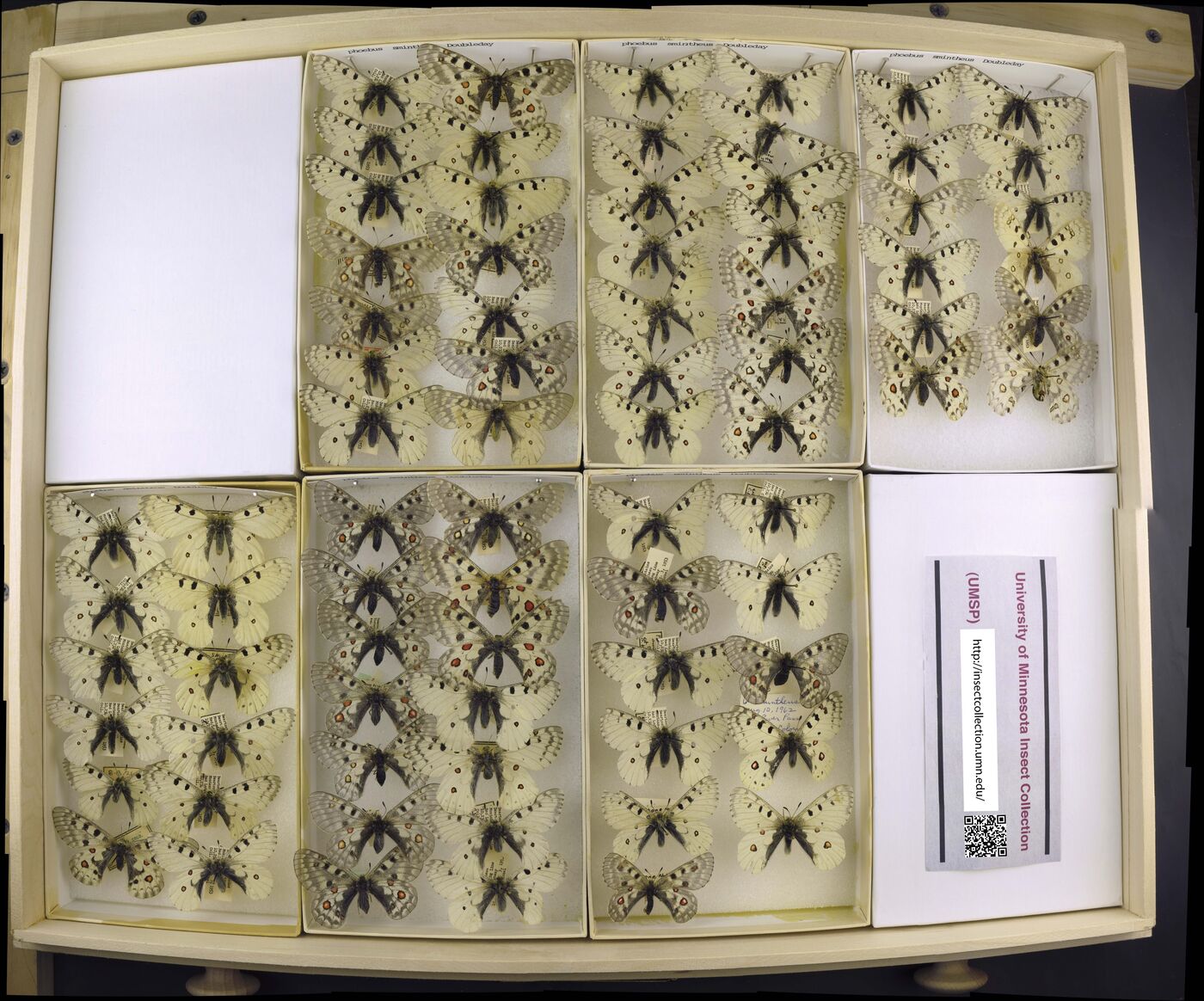 Parnassius phoebus image