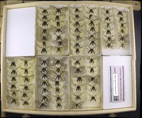 Media resource of Parnassius phoebus