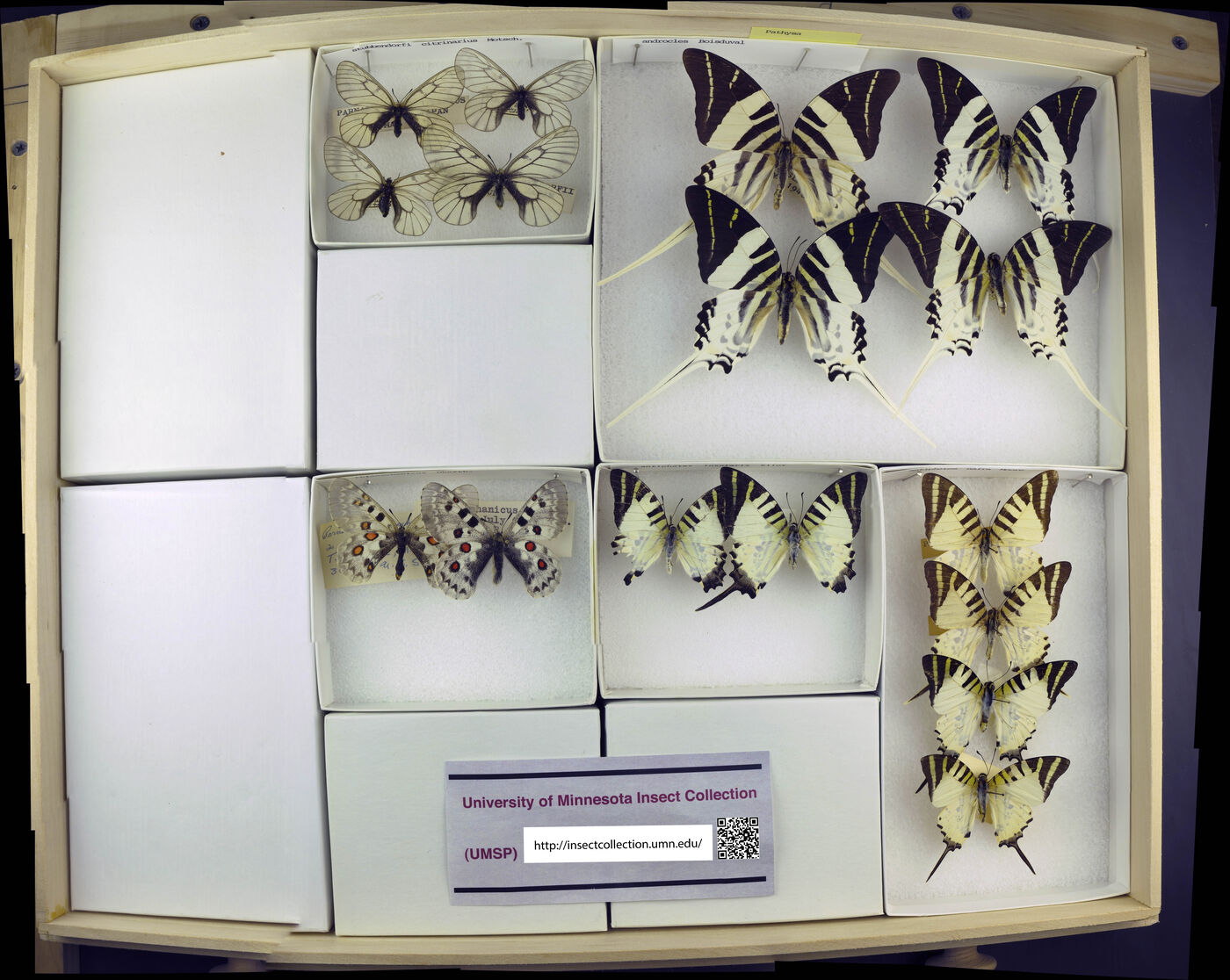 Parnassius stubbendorfii image
