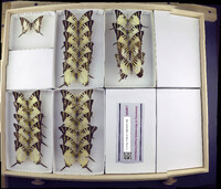 Media resource of Graphium euphrates