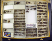 Media resource of Melanoplus islandicus