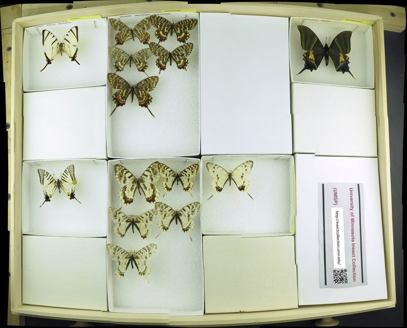 Teinopalpus imperialis image