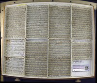 Media resource of Crepidodera nana