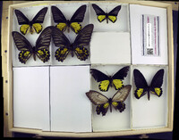 Media resource of Troides aeacus