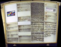 Media resource of Derocrepis erythropus