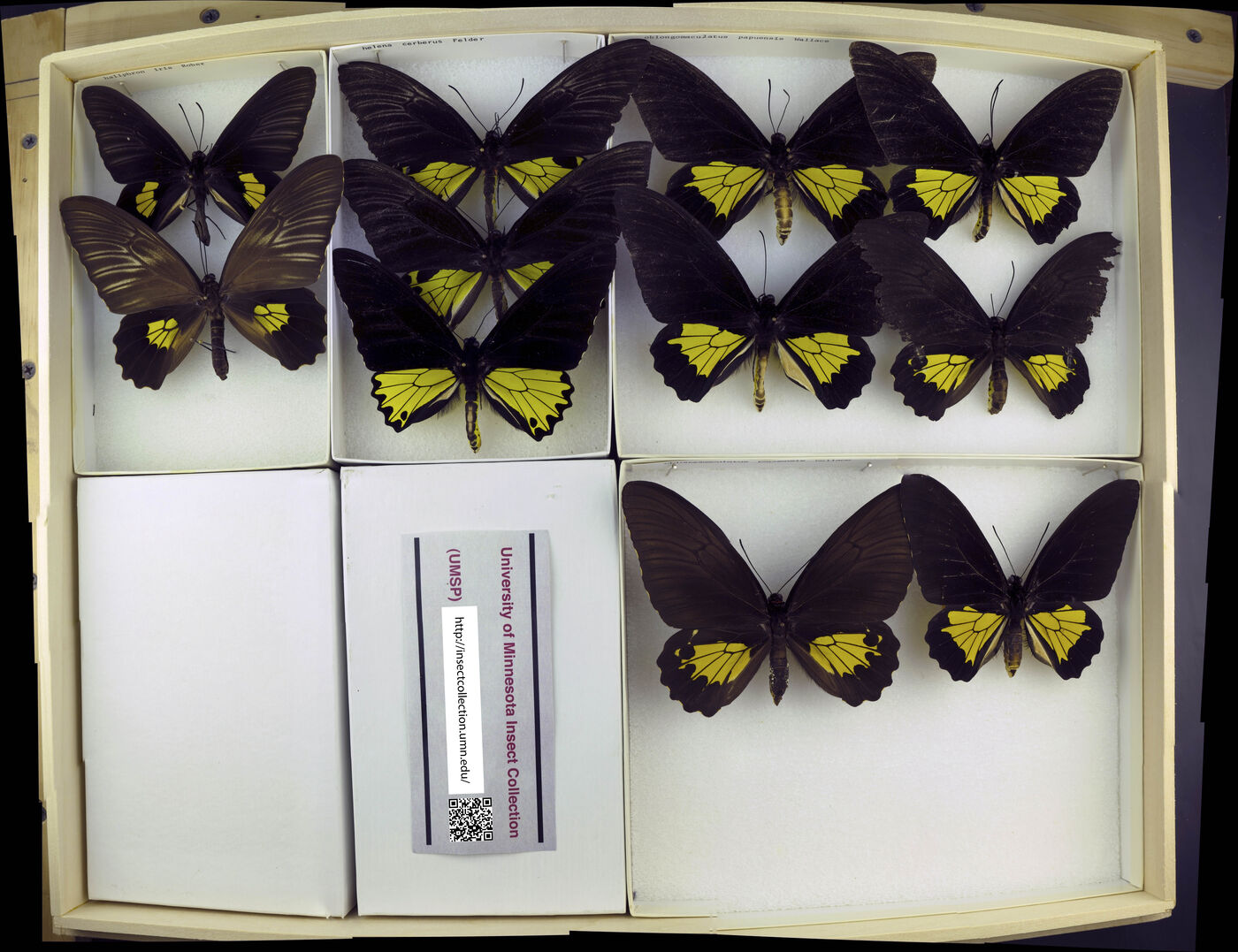 Troides haliphron image