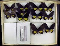 Media resource of Troides haliphron