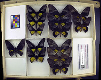 Media resource of Troides rhadamantus