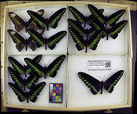 Media resource of Trogonoptera brookiana