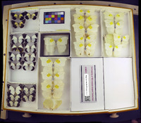 Media resource of Anteos clorinde