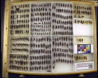 Media resource of Melanoplus keeleri