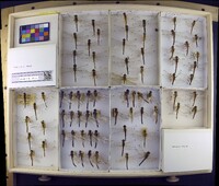 Media resource of Sympetrum corruptum