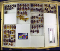 Media resource of Neostylopyga rhombifolia