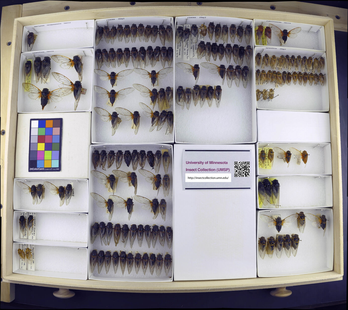 Okanagana rimosa image