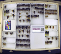 Media resource of Okanagana rimosa