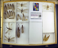 Media resource of Corydalus luteus