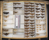 Media resource of Azygophleps scalaris