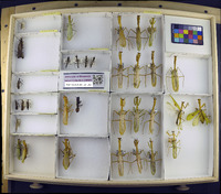 Media resource of Stagmatoptera binotata