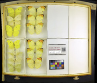 Media resource of Anteos maerula