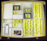 Media resource of Aphrissa statira