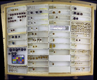 Media resource of Acromis sparsa