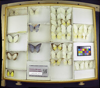 Media resource of Appias drusilla